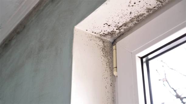 Best Black Mold Removal  in Arial, SC