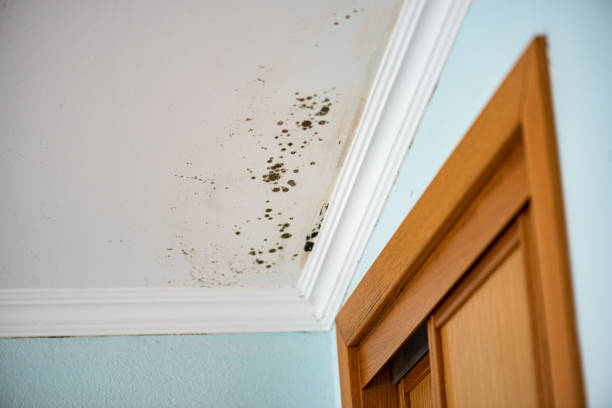 Best Certified Mold Removal  in Arial, SC